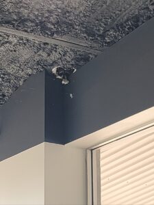 raccoon looking through raccoon hole in ceiling