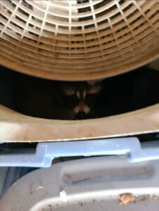 raccoon in fan vent