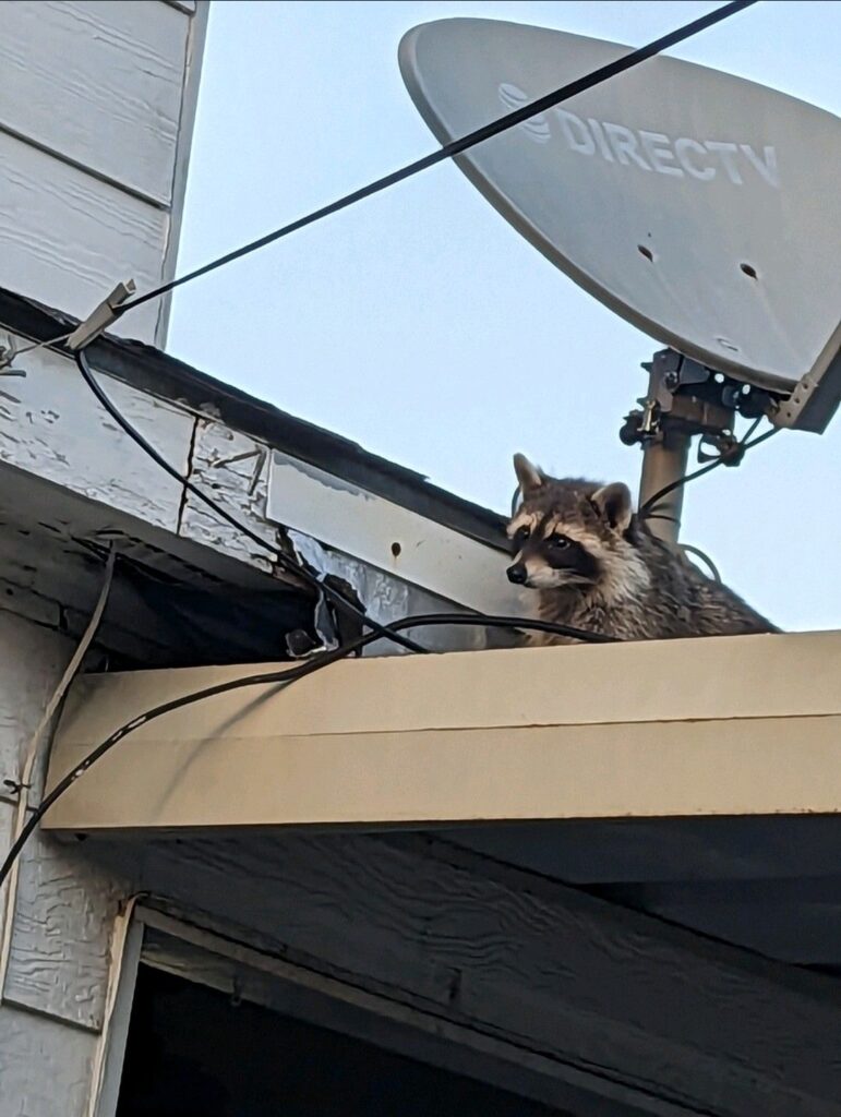 raccoon on roof