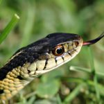A close-up of a snake