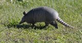 Armadillo in the Yard