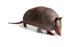Do Armadillos Carry Diseases?
