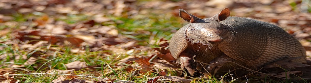 Armadillo-Removal-Charlottesville-Virginia-min