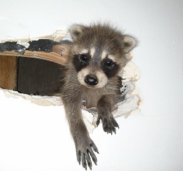 Raccoons in Walls