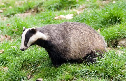 badger-in-yard51fb