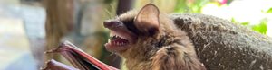 Bat showing teeth