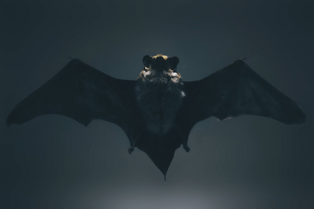 Bat-cincinnati_jpg_1000_666