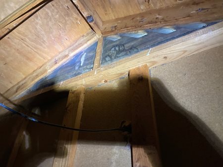 Bats in Attic in Illinois