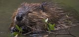 What Does a Beaver Look Like?
