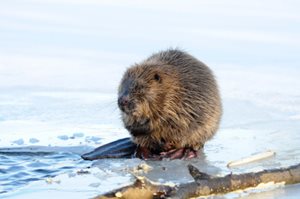 Do Beavers Hibernate?