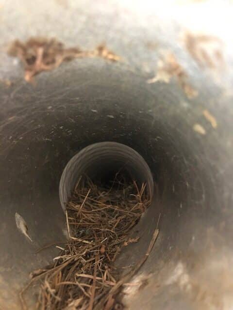 bird nest dryer vent, blocking vent