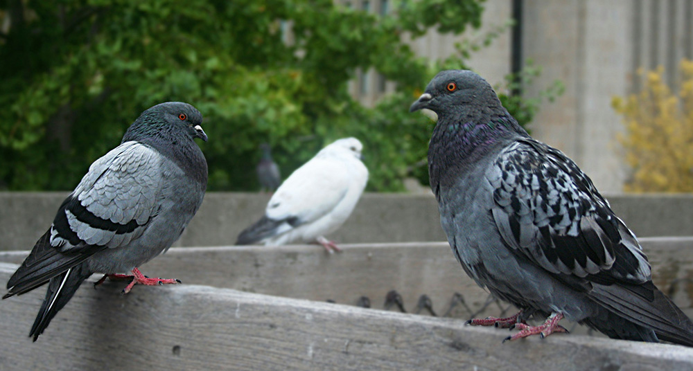Pigeons