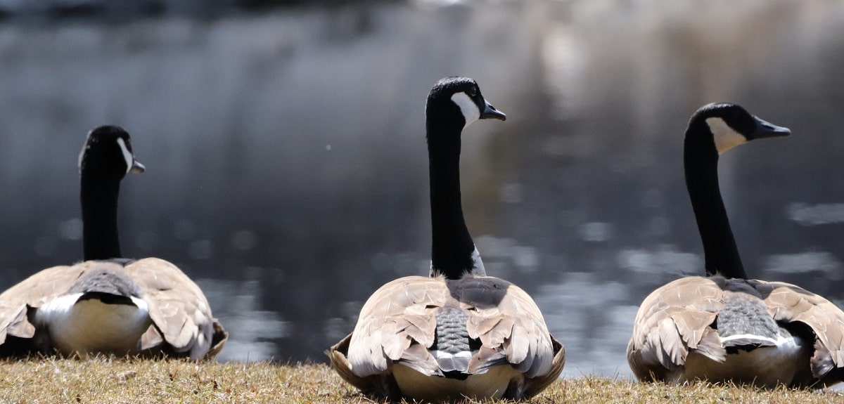 Canada-geese-banner2-min