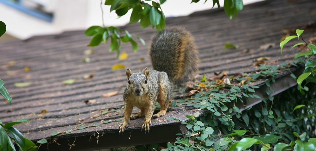 CC-Squirrel-Banner-min