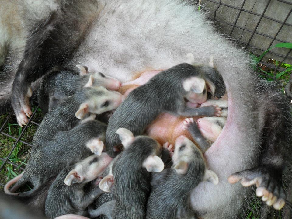 nursing opossum in yard