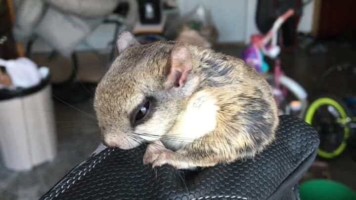 Central-Missouri-Flying-Squirrel