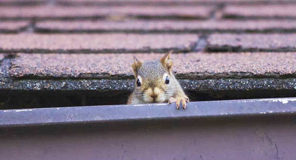 Central-Missouri-Squirrel-in-gutter