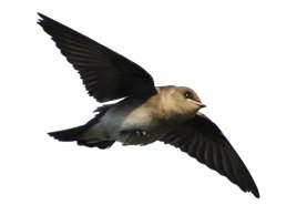 Chimney Swifts