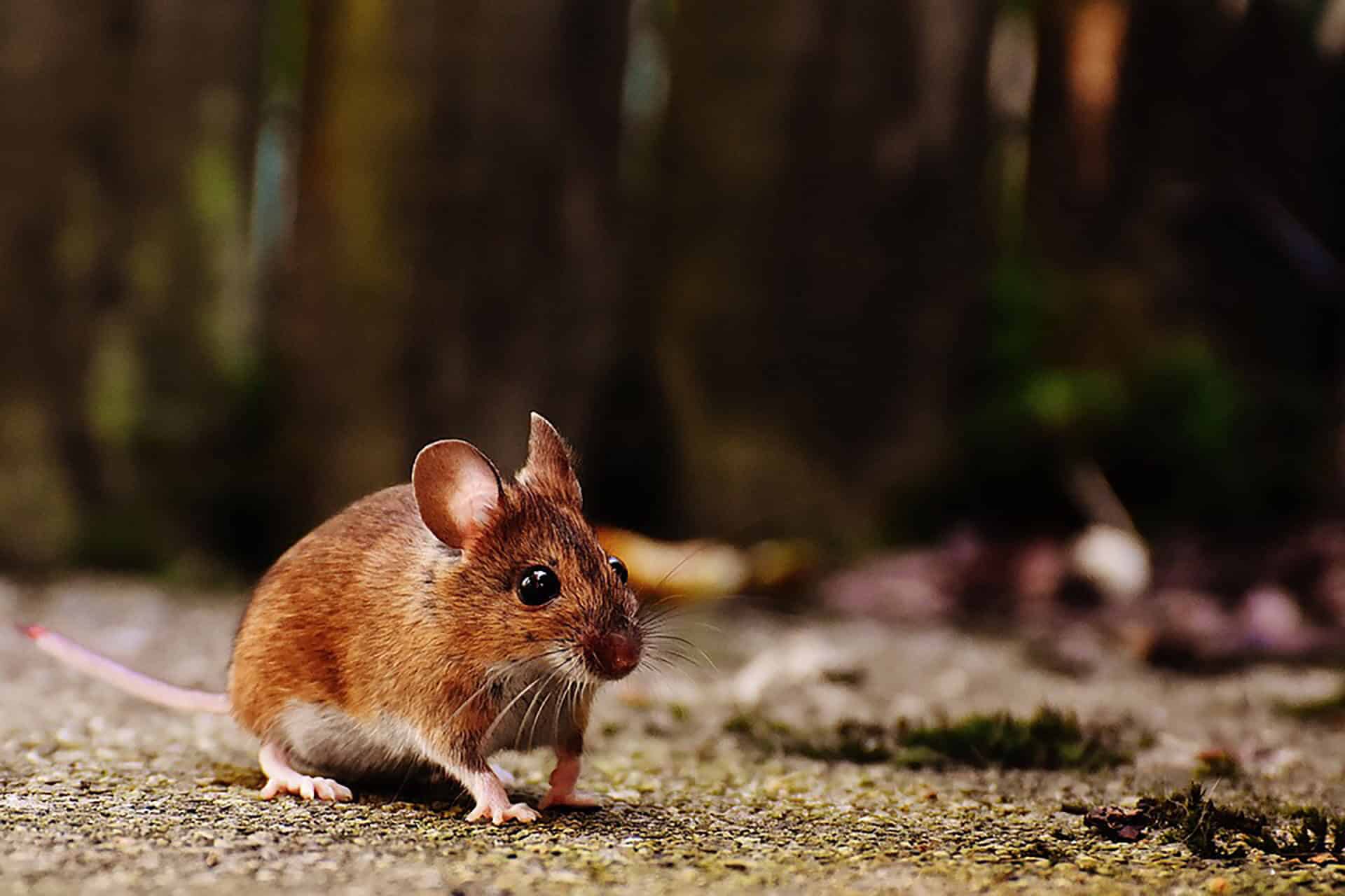 deer mouse