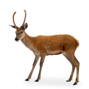 deer-picture-for-identification