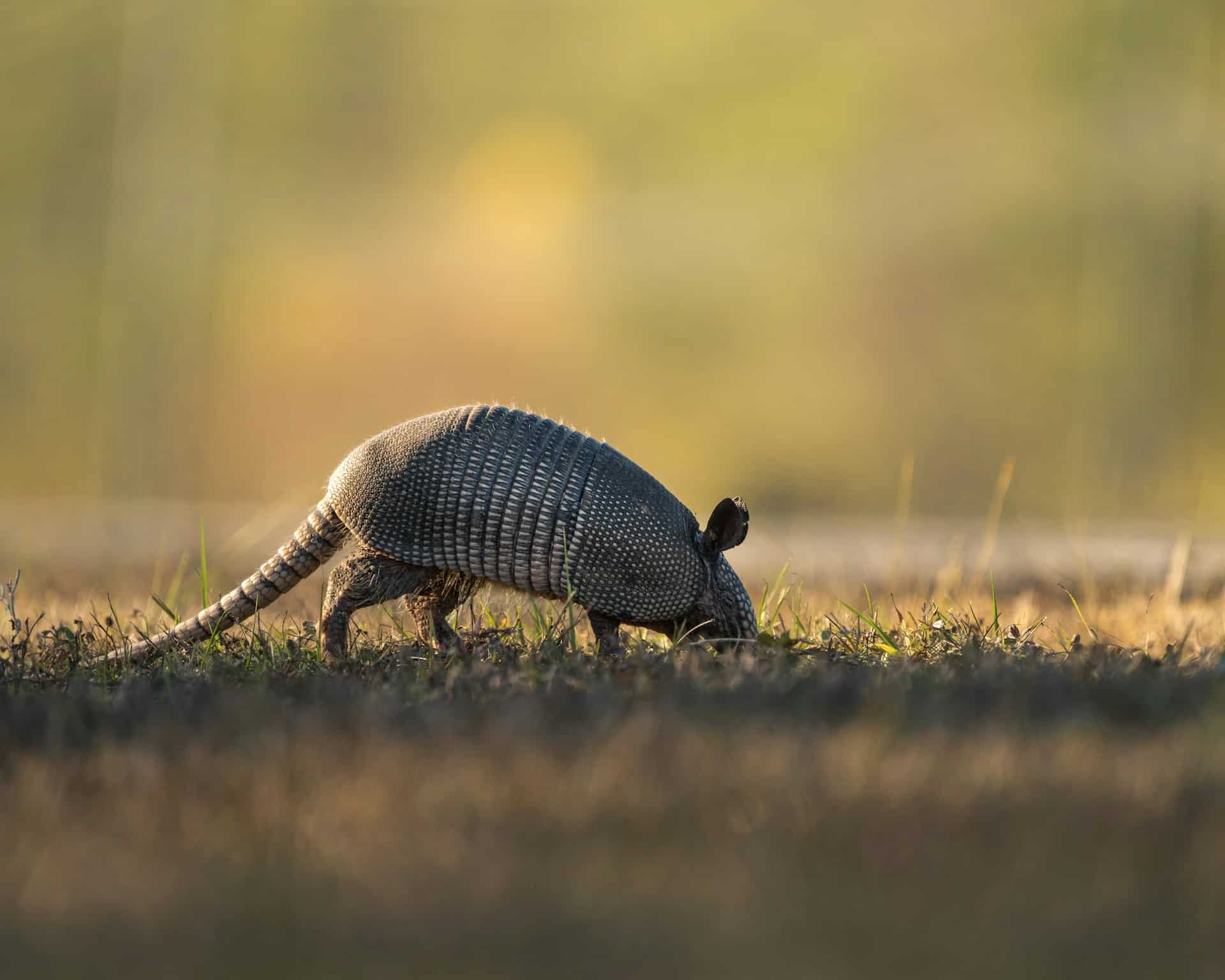 armadillo foraging in daylight