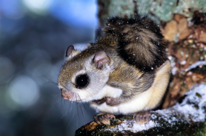 flying-squirrel-in-tree