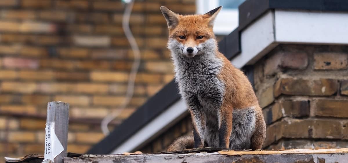 fox-banner-min