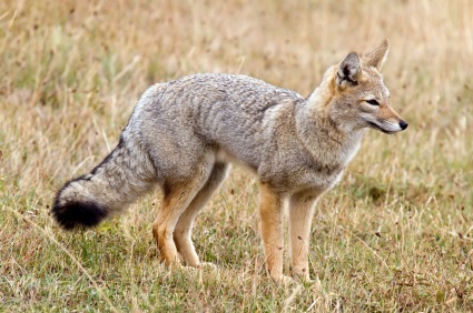 fox-in-grass