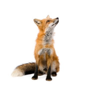 Fox Poop & Droppings
