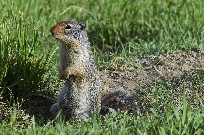Gophers vs. Moles
