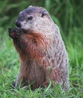 Image of Raccoon Removal
