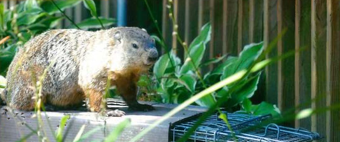 Groundhog under the Shed, House or Deck