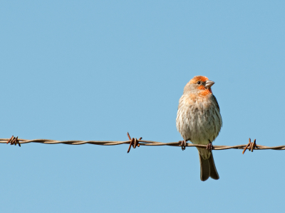 house-finch-on-fence