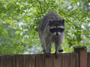 Dead Raccoon Removal