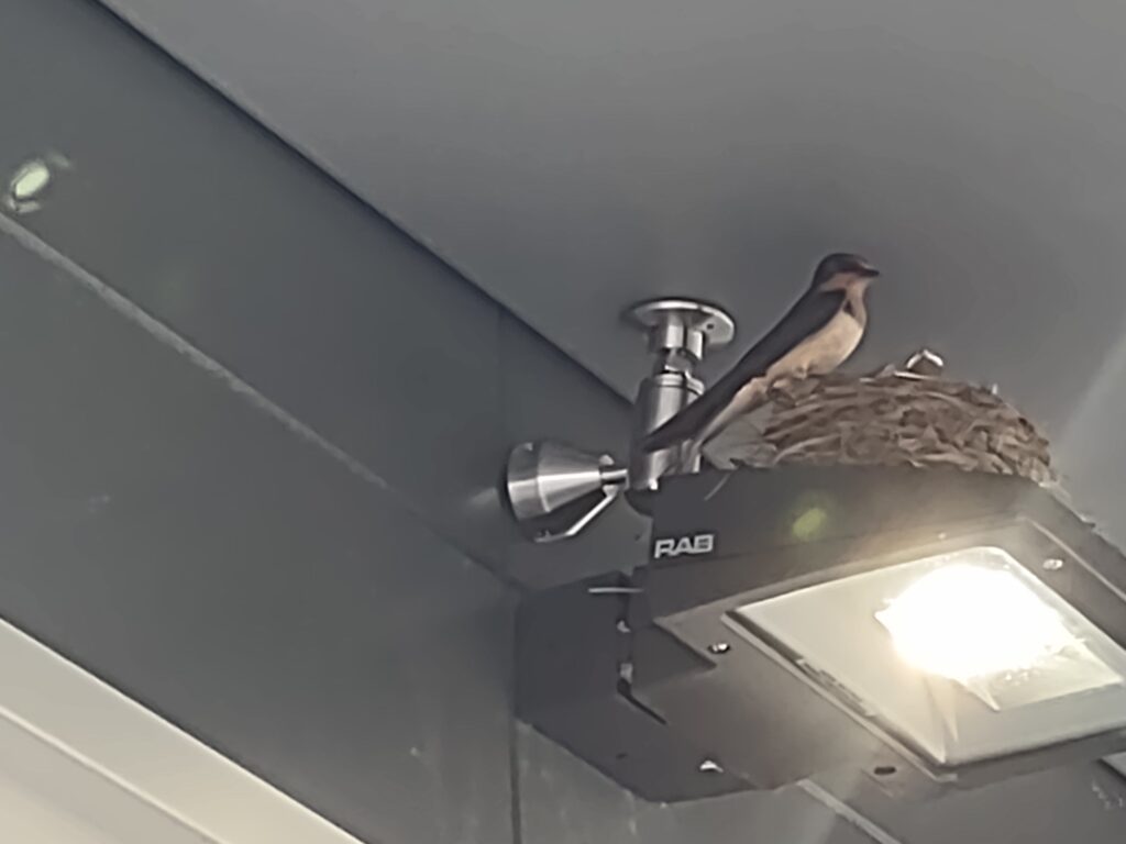 Nuisance-Bird-Nest-Small-min.jpg