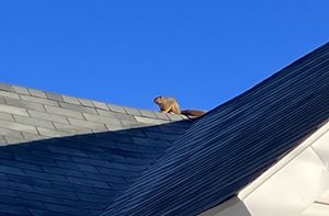 How to Get Rid of Squirrels from Roof