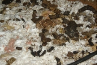 raccoon feces soiled insulation