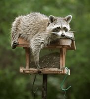 Raccoons In Yards