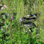 A large snake rearing its head in grass