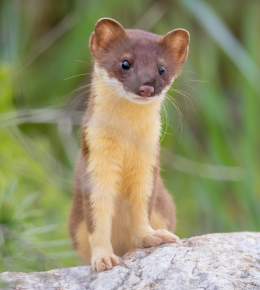 What Does a Weasel Look Like?