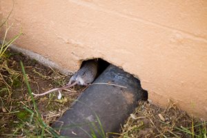 Mice making their way into a home via a hole