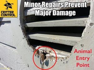 Animal in Attic Repair
