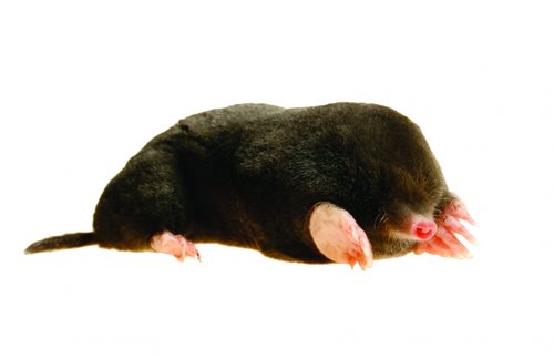 Moles in the House