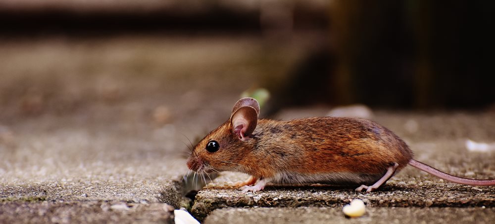 field mouse scavenging for food