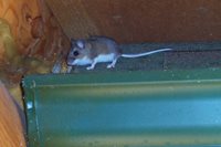 Mice Control in Gainesville