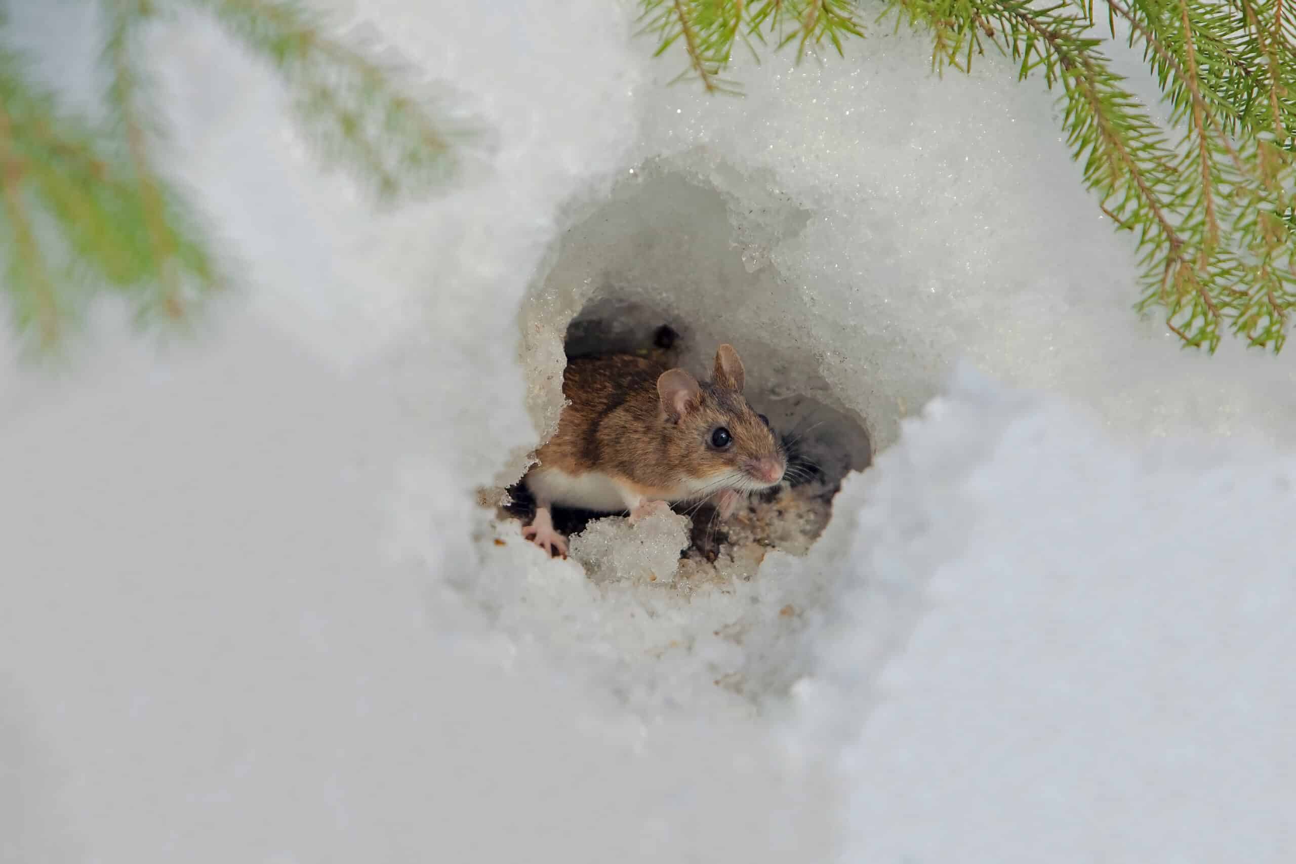 Inspection for Mice – How Mice Get Inside the Ceiling
