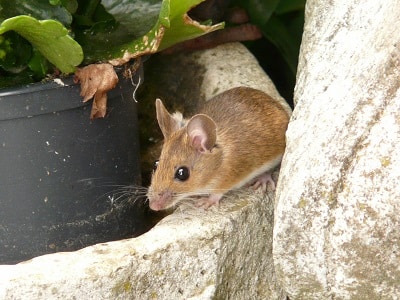 Mice in Crawl Space