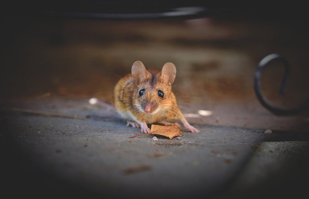 mouse_jpg_1000_644