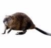 Muskrat vs. Nutria