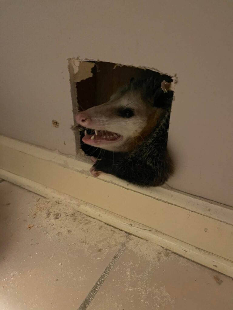 opossum in wall, scratching at bottom of wall